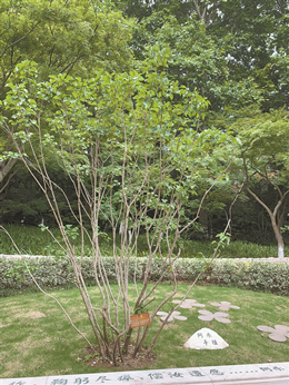雨花台前，乐于泓亲手种植的丁香树枝繁叶茂。图片由南京雨花台烈士纪念馆提供.jpg